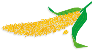 Conoce Isola Bio