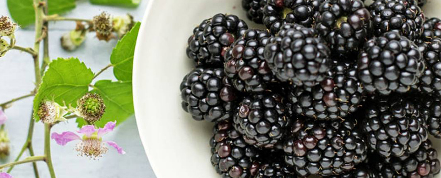 frullati more a